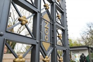 Dieses Foto zeigt ein dekoratives Metalltor mit der Aufschrift „Zoo“ an einem Zoo-Eingang. Es handelt sich um eine Detailaufnahme, die den künstlerischen Aspekt dieses Tors hervorhebt und dabei den Haupteingang des Zoos markiert.
